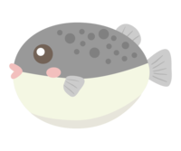 Cute puffer fish with a big belly
