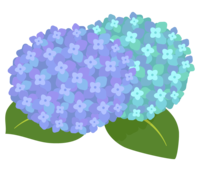 蓝色和绿色紫阳花