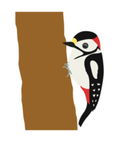 Great spotted woodpecker