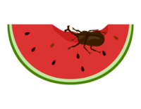 Beetle eating watermelon