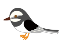 Cute black-backed wagtail