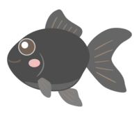 かわいい黒い金魚