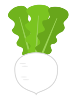 Turnip (vegetable)