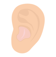 Ear and hearing aid