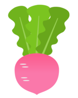 Red turnip (vegetable)