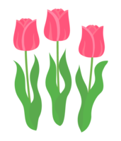 Tulip