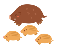 Parent and child of wild boar