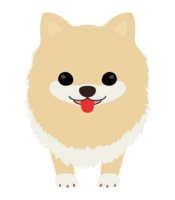 かわいいポメラニアン