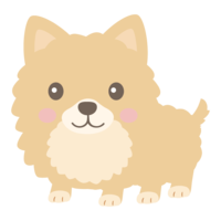 Cute Pomeranian