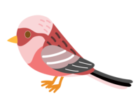 かわいいベニマシコ