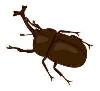 Beetle