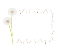 Dandelion fluff box-frame