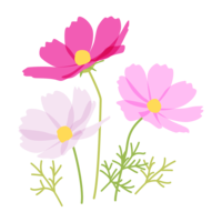 3 colors of cosmos (autumn cherry blossoms)