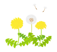 Dandelion flower and fluff
