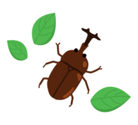 Leaf and beetle