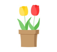 Potted red and yellow tulips