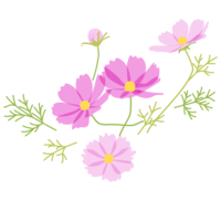 Pink cosmos (autumn cherry blossoms)