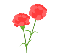 红色康乃馨花
