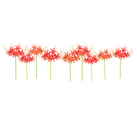 Higanbana blooming side by side (cluster amaryllis)