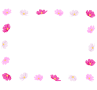 Cosmos (autumn cherry blossom) flower frame-frame