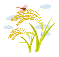 Red dragonfly perched on Inaho