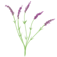Lavender illustration-Material collection of fragrant purple flowers